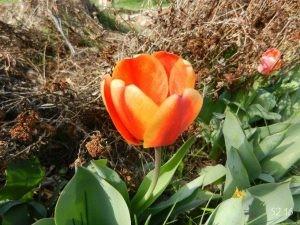 285_16spring_tulip.jpg